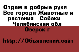 Отдам в добрые руки  - Все города Животные и растения » Собаки   . Челябинская обл.,Озерск г.